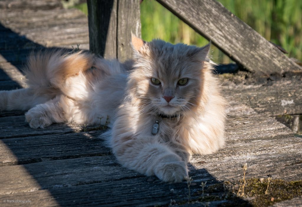 Schlosskater Sheldon Schloss Rheinsberg erkunden Sheldon