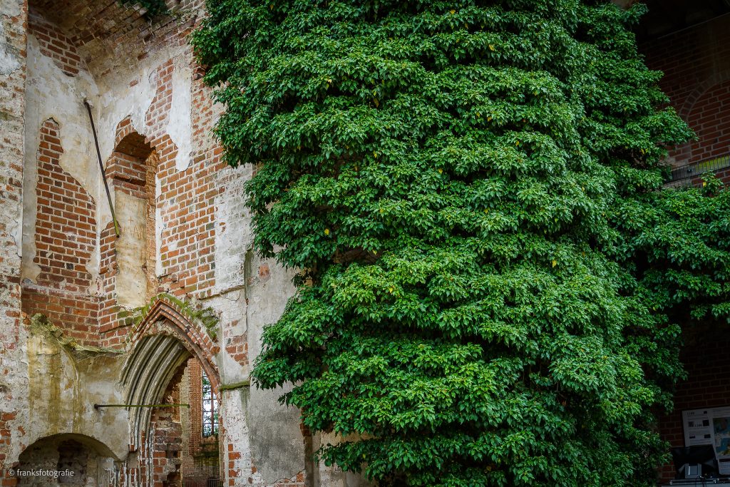 Efeu im Innenhof Schloss Dargun erkunden