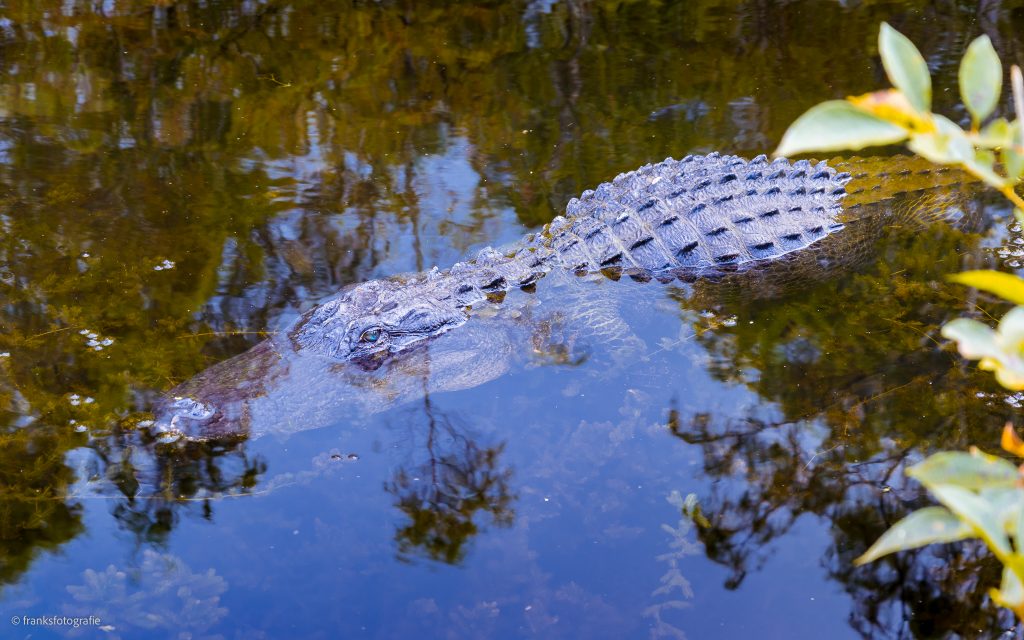 Alligator Florida entdecken Alligator