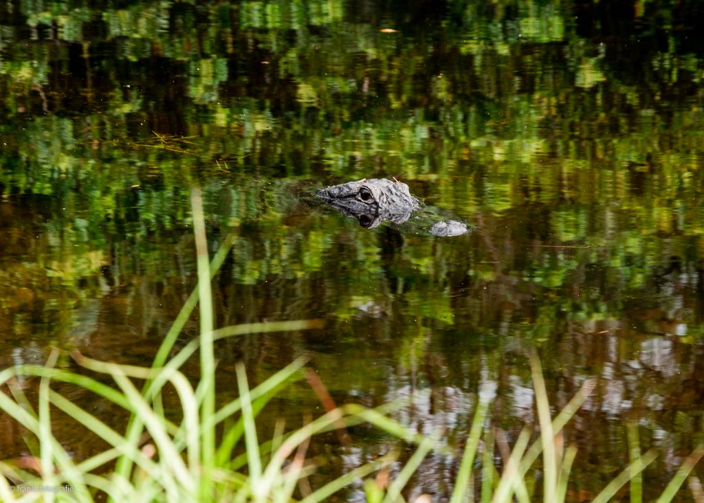 Alligatoren an der Turner River Rd Florida entdecken Turner River Road