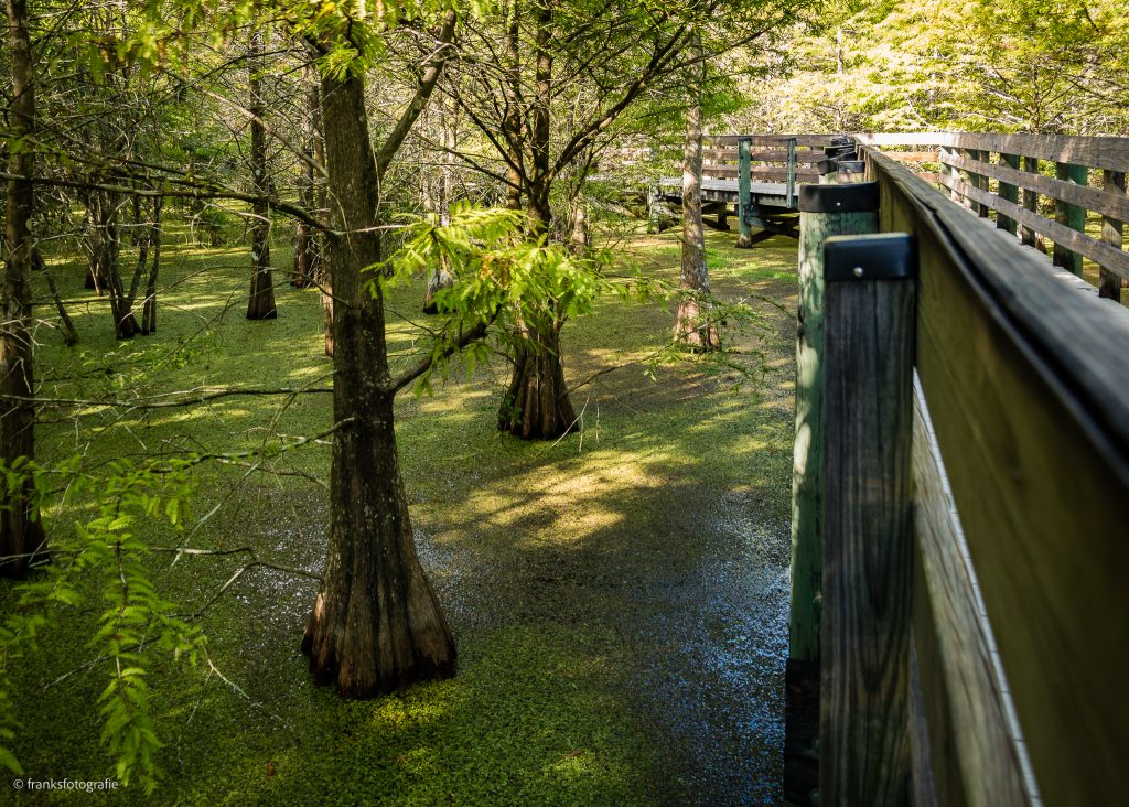 Auf dem Sumpf Traumhaftes Florida entdecken Slough Preserve