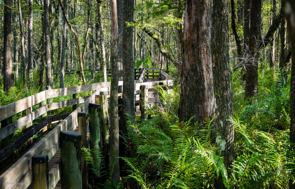 Boardwalk Traumhaftes Florida entdecken Slough Preserve