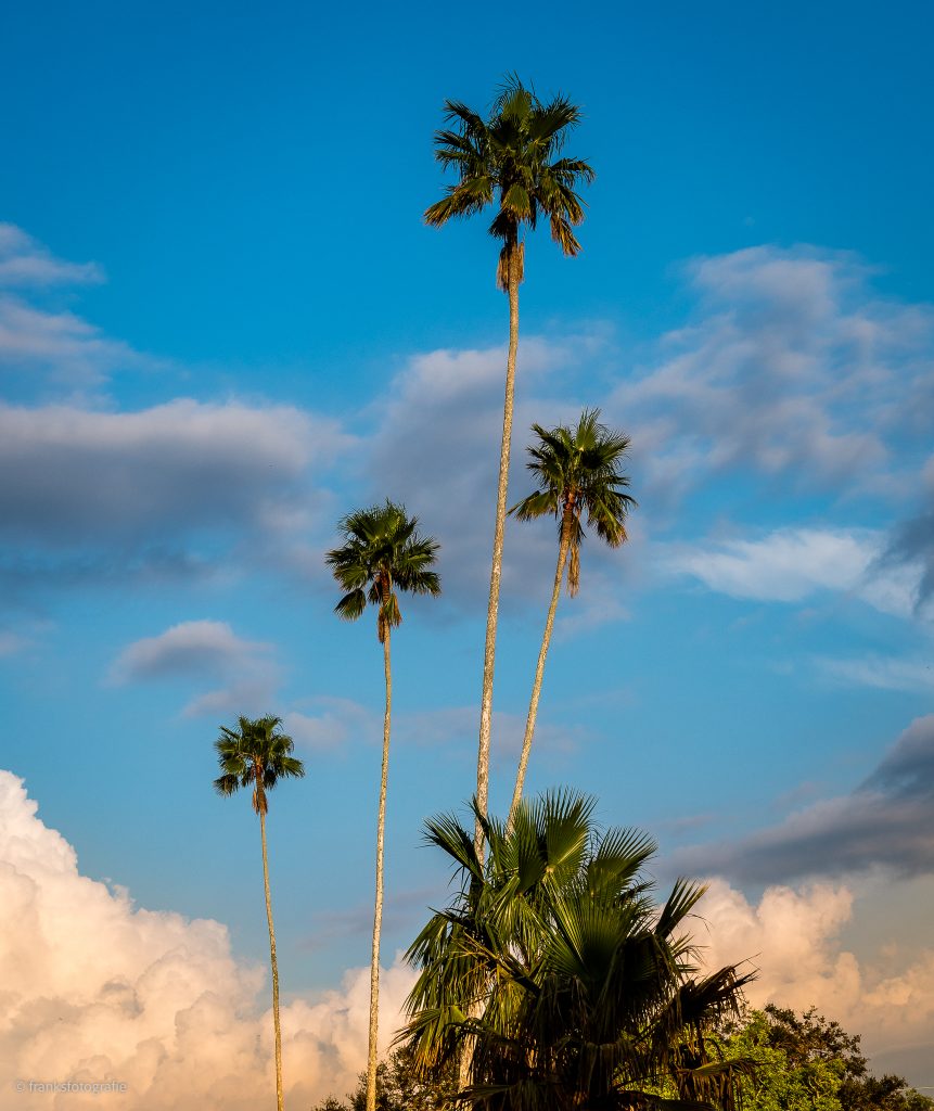 Riesenpalmen Traumhaftes Florida