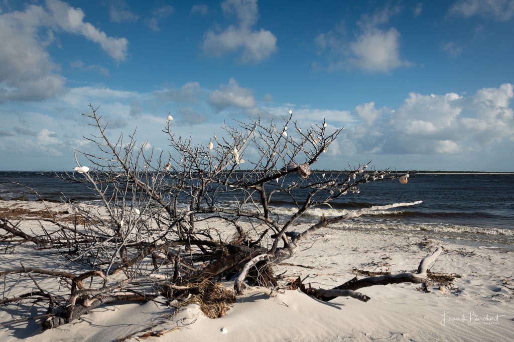 Gasparilla Island beach Traumhaftes Florida entdecken