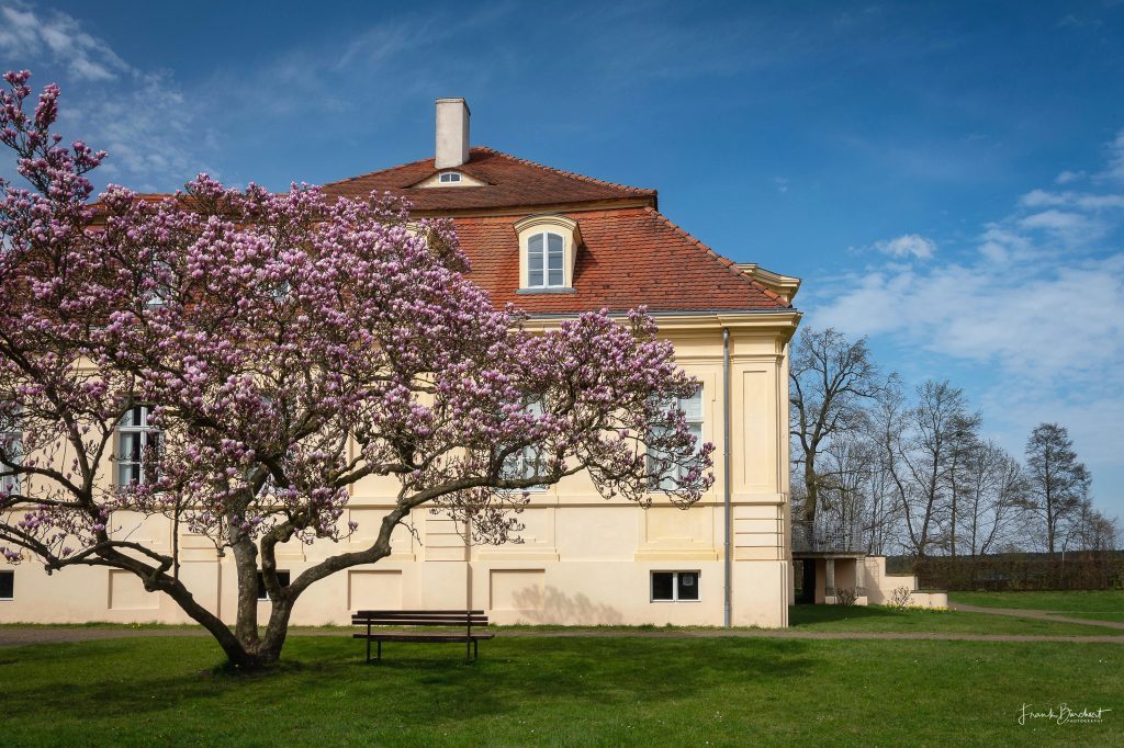 Magnolienbaum Polygonie in Reckahn