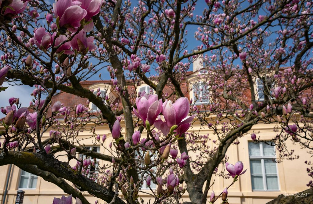 Magnolie von Reckahn Polygonie in Reckahn